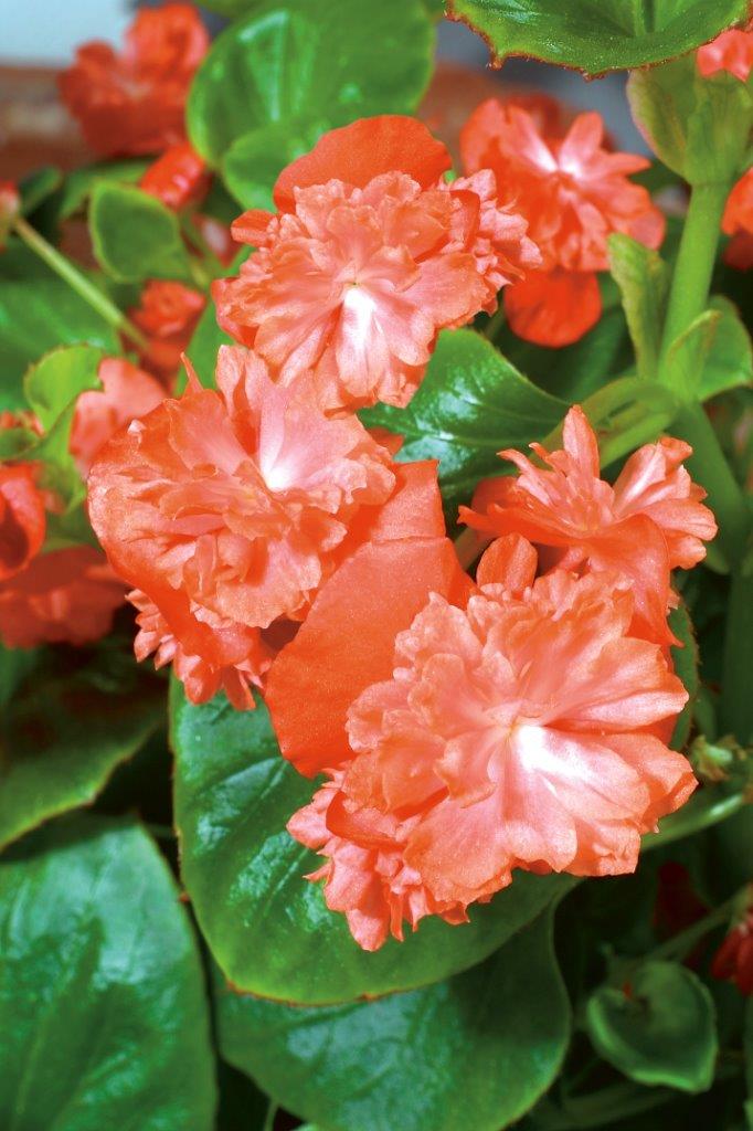 B. ‘Gum Drop Mandarin’